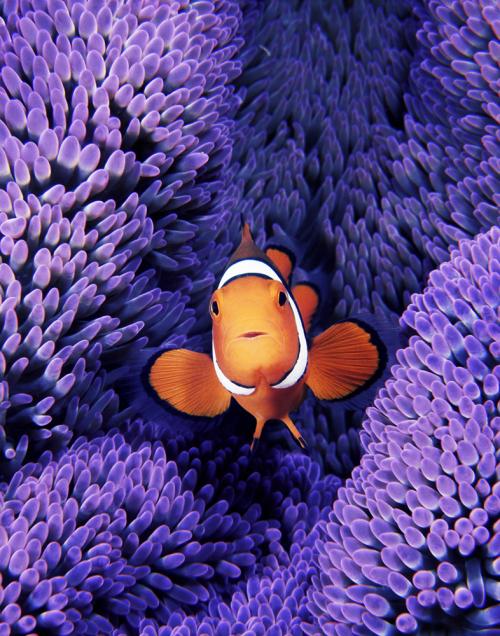 Percula Clownfish